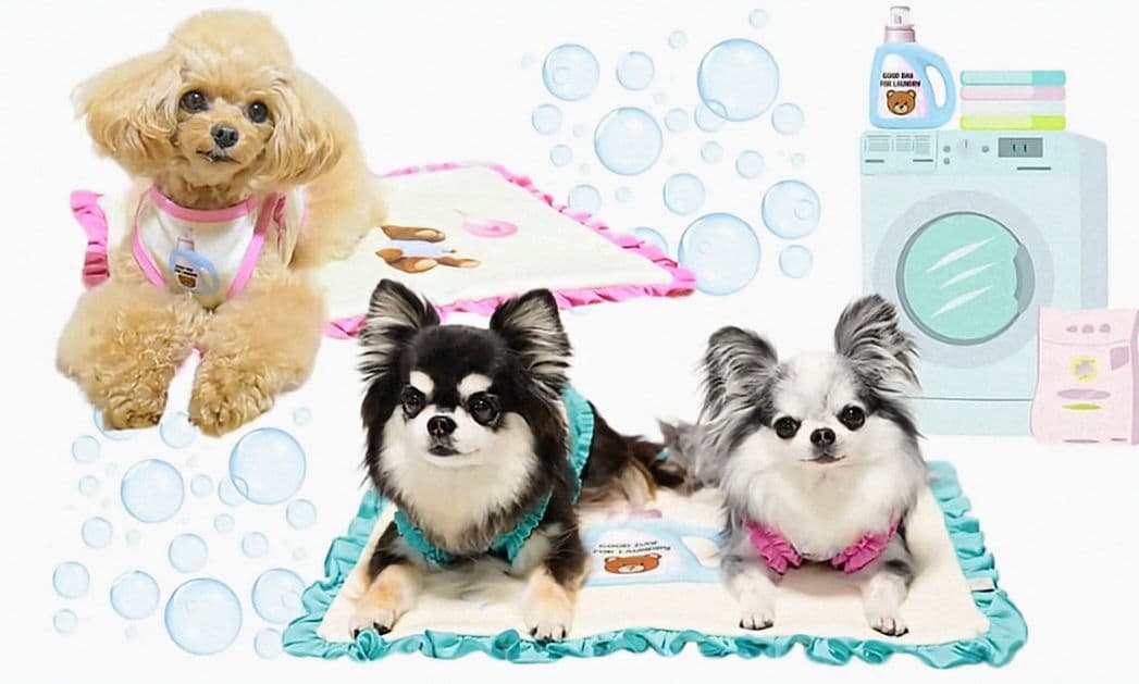 F Laundry BearフリルタンクSS＆マット セットcircusサーカス