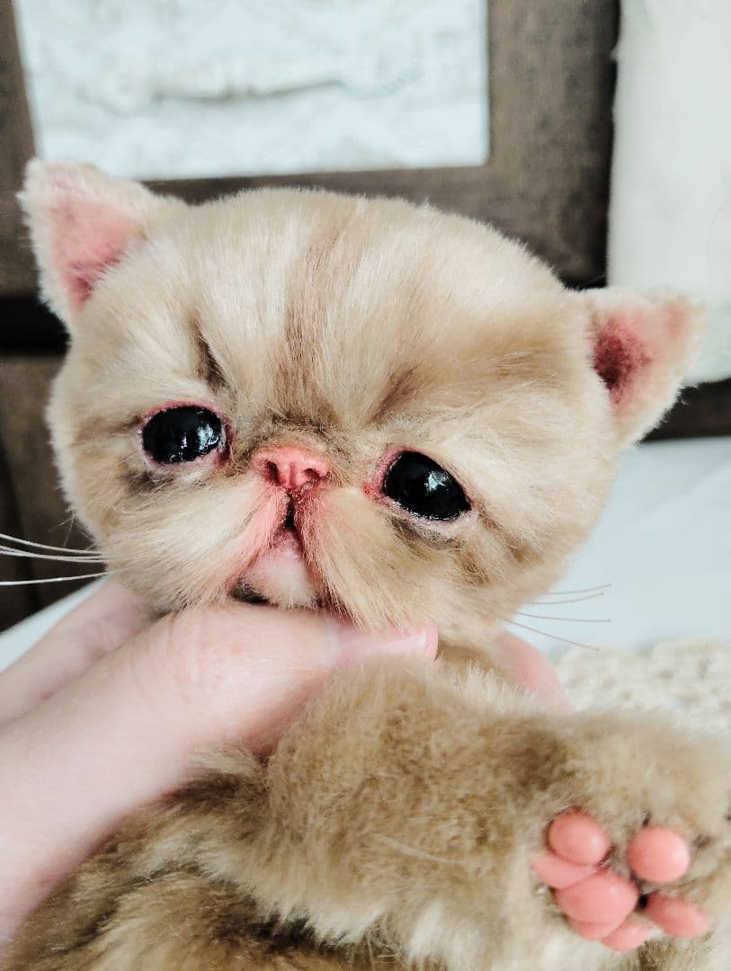 高級ファー♡エキゾチックショートヘア♡子猫のベルちゃん♡アートドール♡ぬいぐるみ