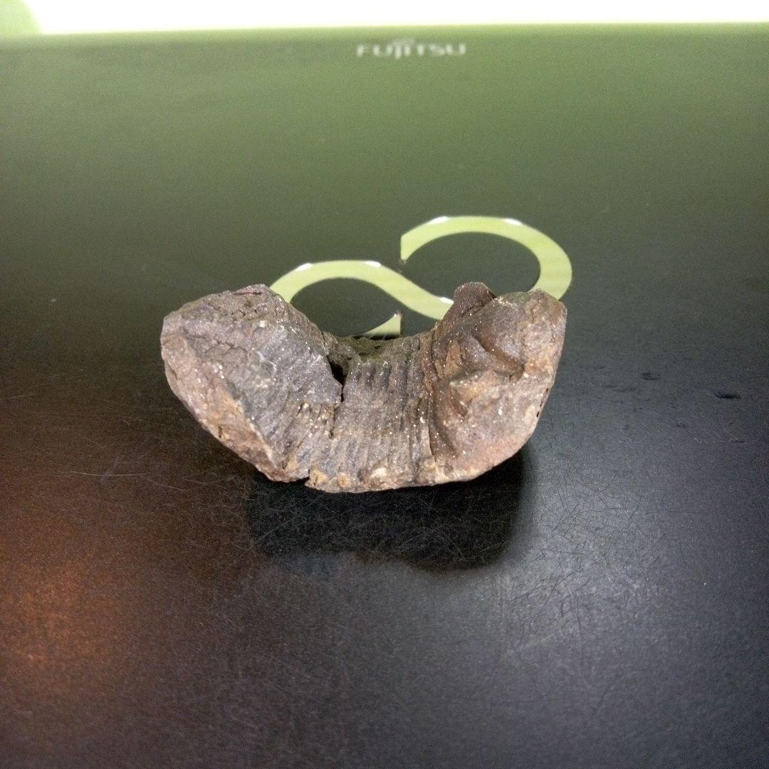 三葉虫　化石　ボリビア産　南アメリカ　trilobite　南米産fossil①