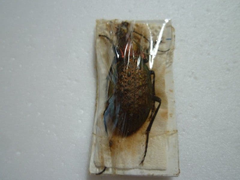 【外国産オサムシ標本】エリスカブリモドキ/湖北省.宣昌産/34.5mm