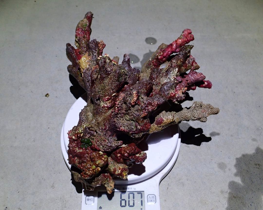 ライブロック　約5.0kg