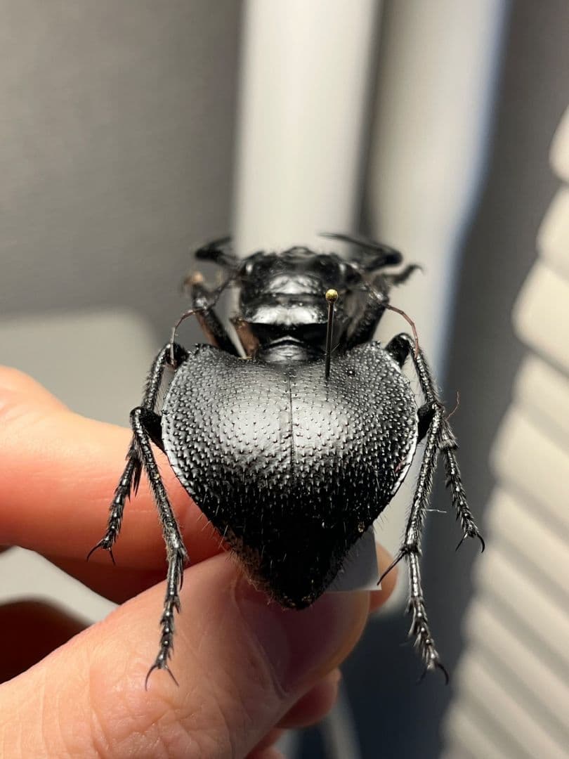 【巨大♂】オオエンマハンミョウ Manticora タンザニア産 昆虫標本