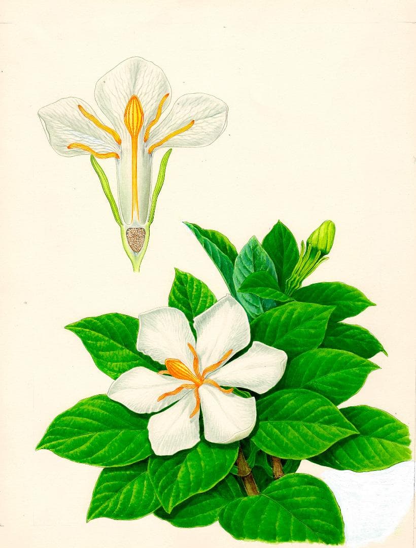 【絵画】ボタニカルアート「クチナシ」　原画