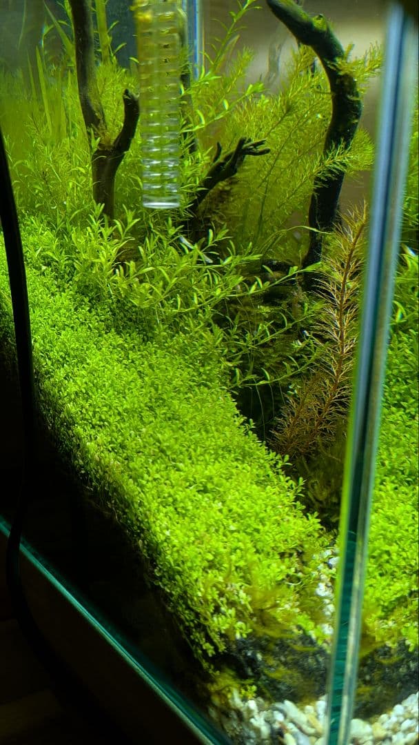 水槽(水草レイアウト済)