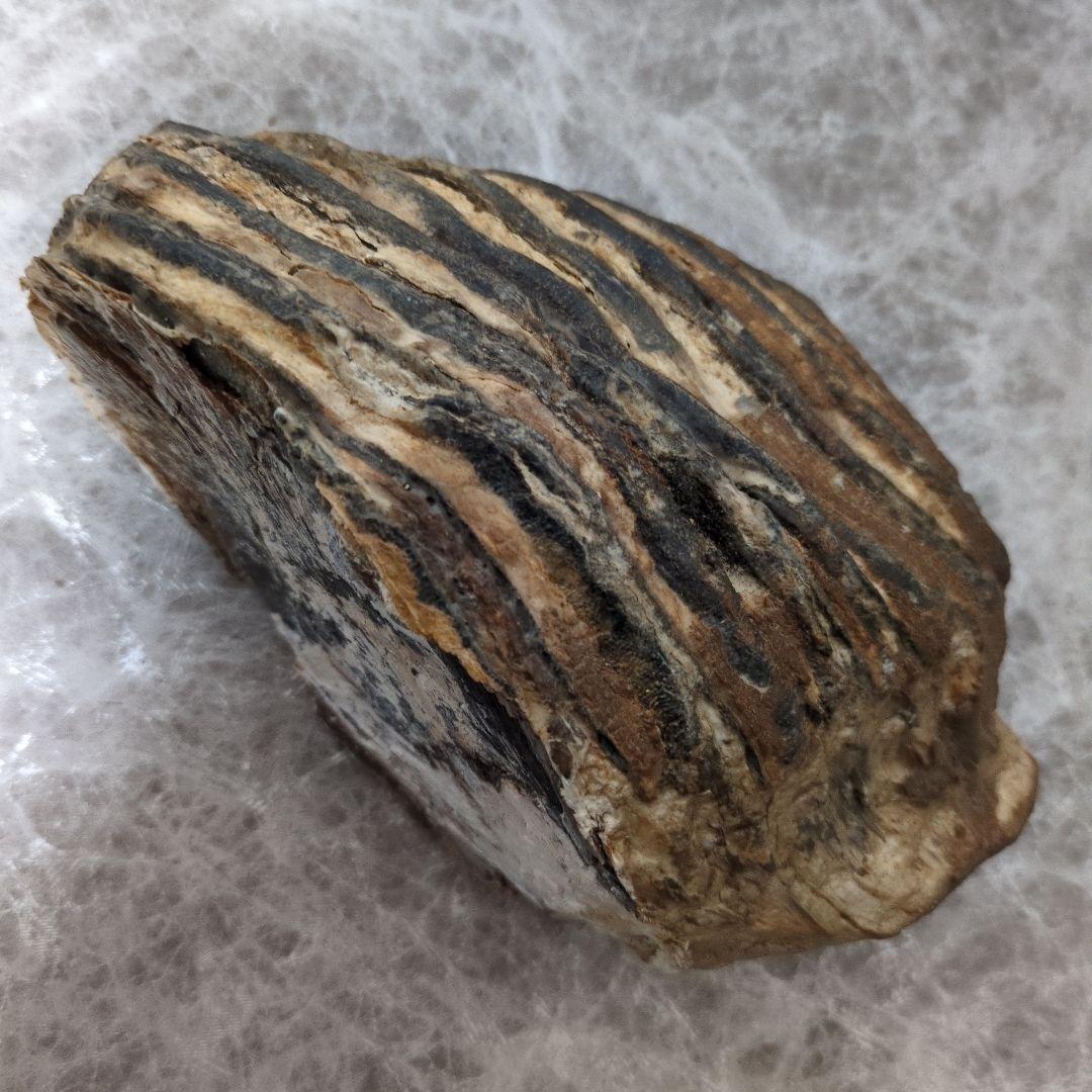 （希少）マンモス ナウマンゾウ 歯化石 臼歯