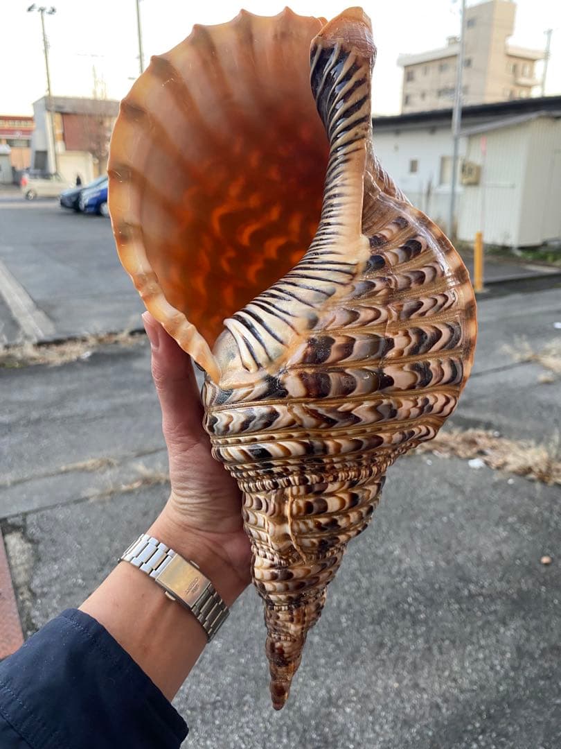 法螺貝　ホラ貝　特大サイズ　38cm 760g 色合いが綺麗　新鮮法螺貝