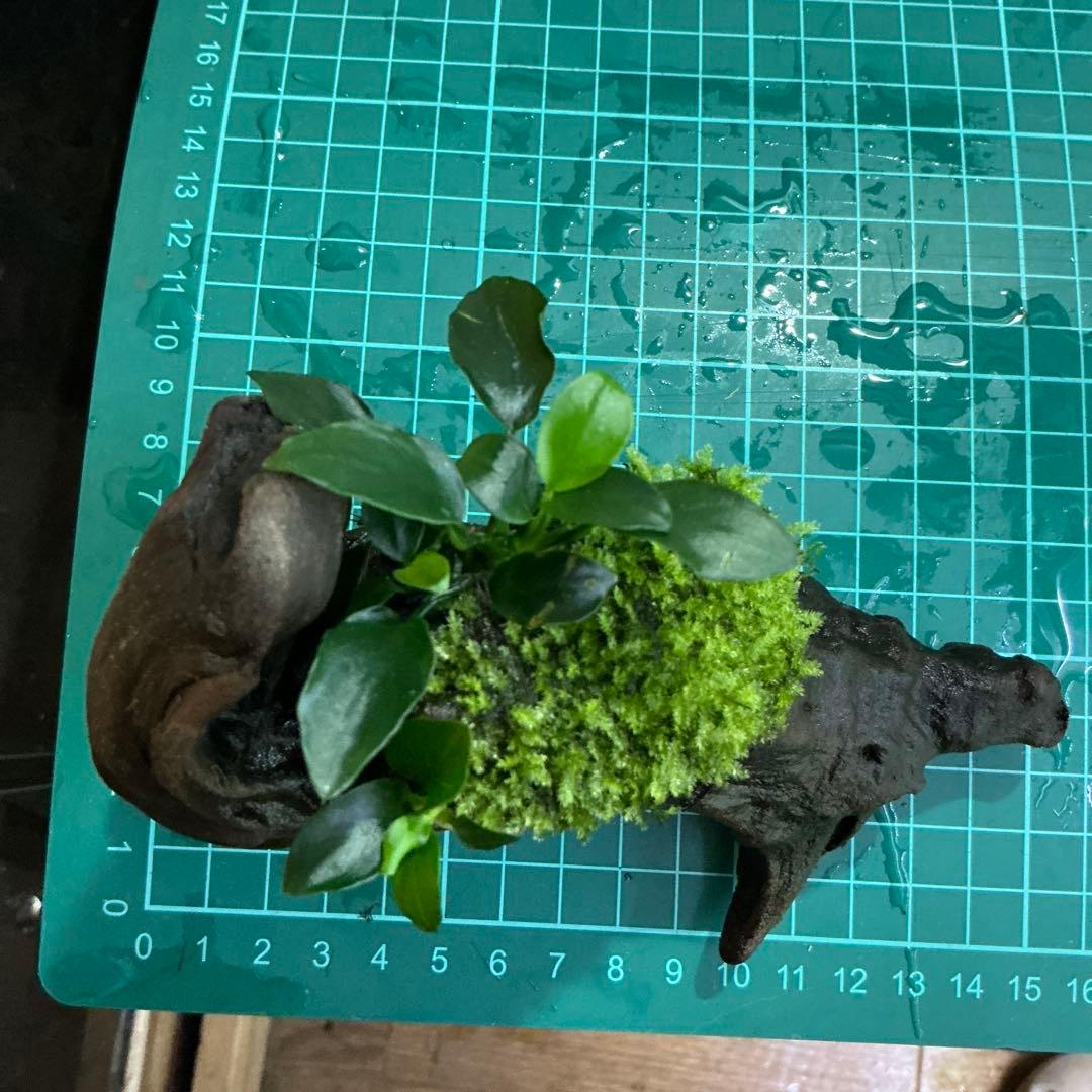 【速達】ジャイアント南米モス活着 アヌビアスボンサイ付き流木15cm