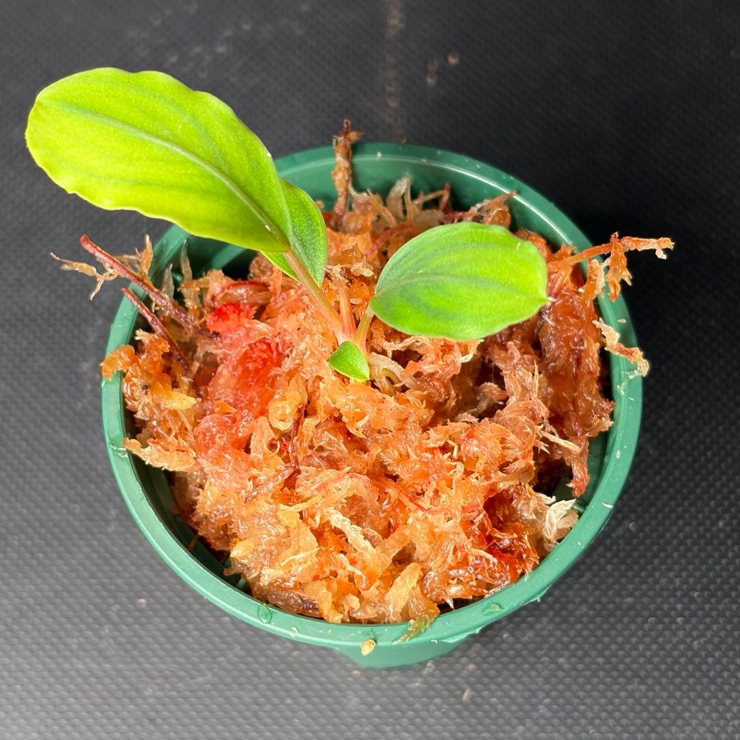 Bucephalandra sp. Pearl gray【TB】　子株