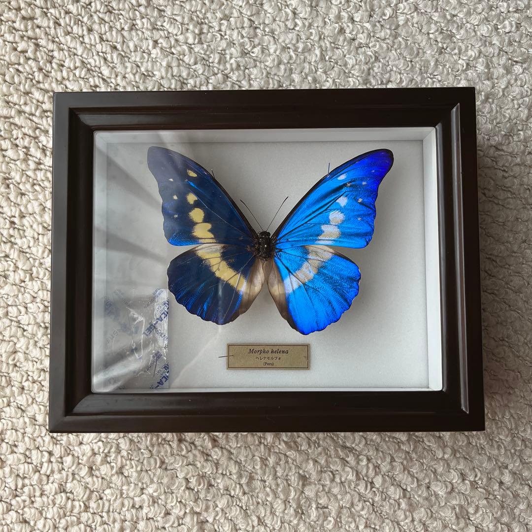蝶 標本　ヘレナモルフォ　ペルー産　乾燥 欠損あり
