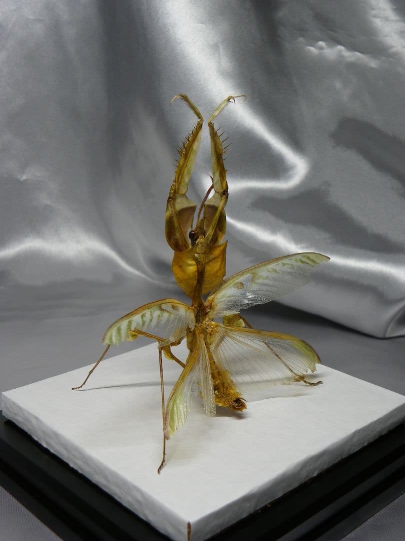 ニセハナマオウカマキリ ♂ 立体標本