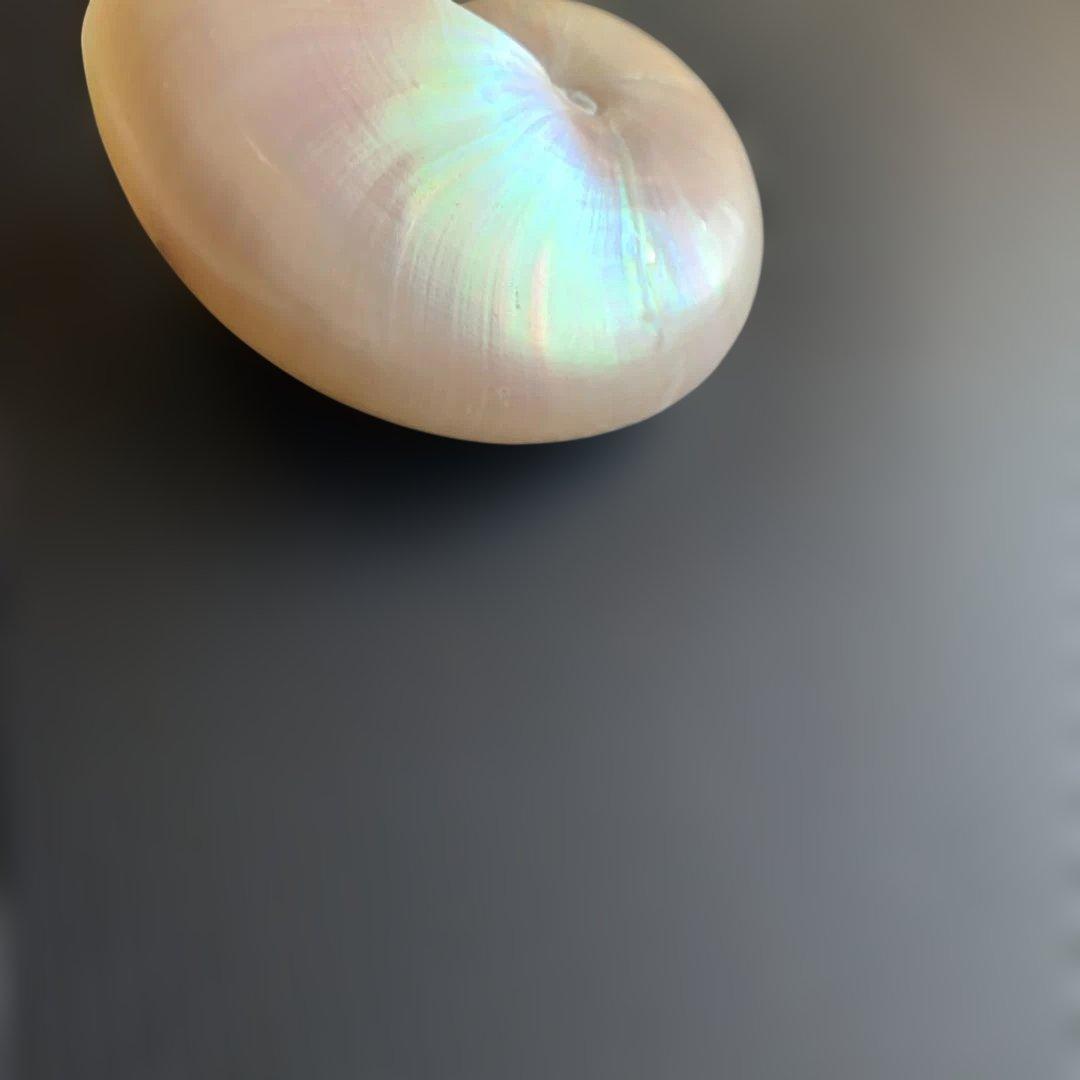 虹色光沢の螺旋貝殻