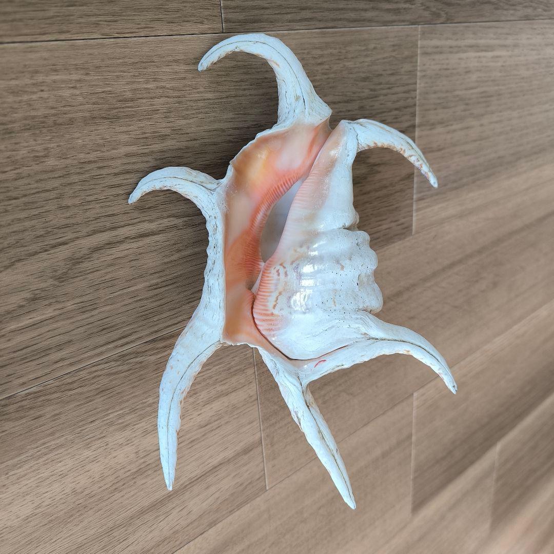 【伝統・魔よけ】久高島 の 水字貝 ( スイジガイ )