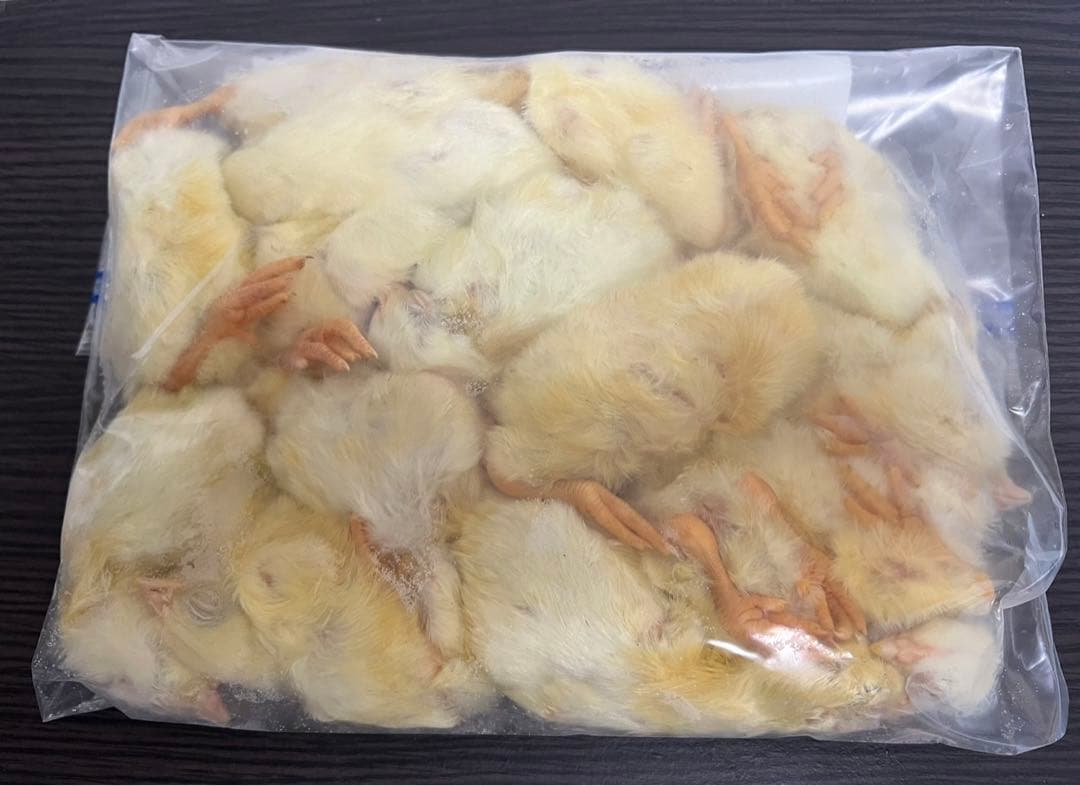 【即購入OK！】国産冷凍ヒヨコ90羽入@地域限定