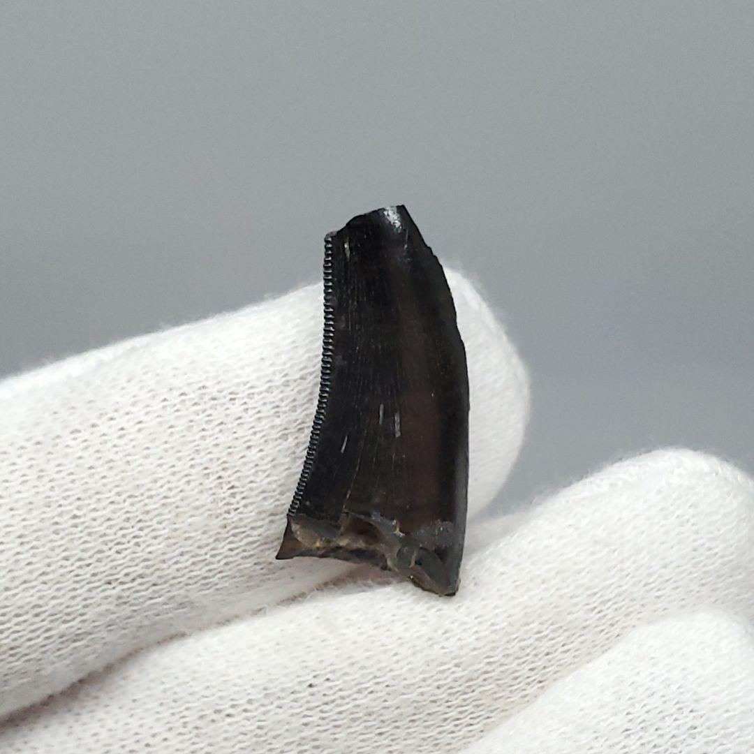 博物館級 ケラトサウルス 化石 骨 歯 恐竜 本物 ポルトガル産 fr78