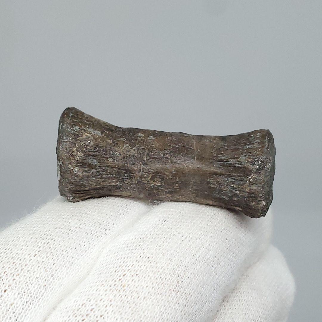 博物館級 ケラトサウルス 化石 骨 歯 恐竜 本物 ポルトガル産 fr78