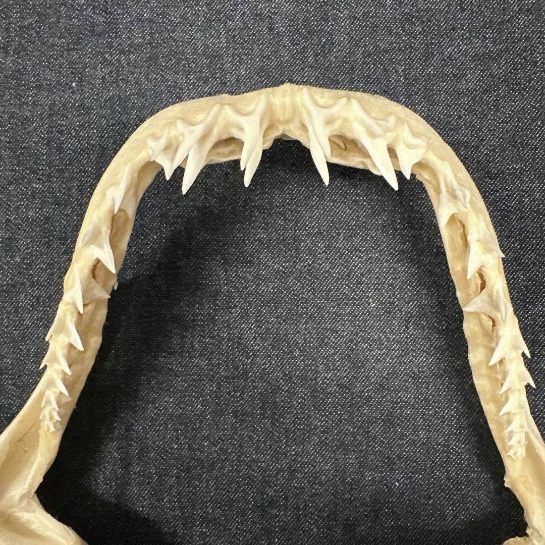 【希少】アオザメ顎骨標本/マコシャーク Mako Shark