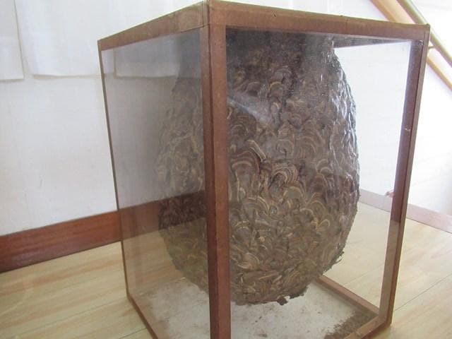 【天然】スズメバチの巣の標本（特注ガラスケース入り）採取地：日本国内