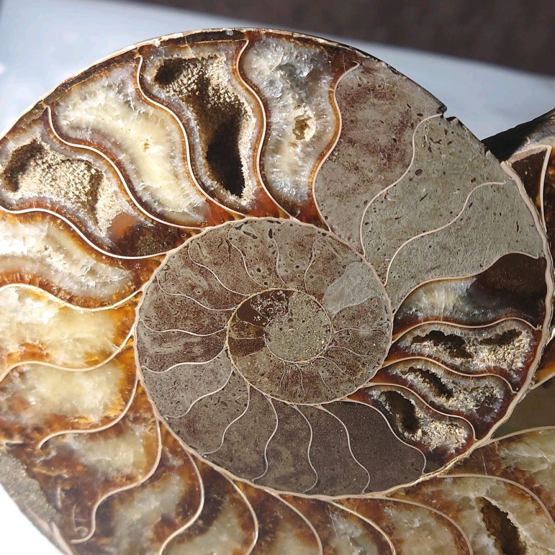 ★アンモナイト化石セット（台座付）