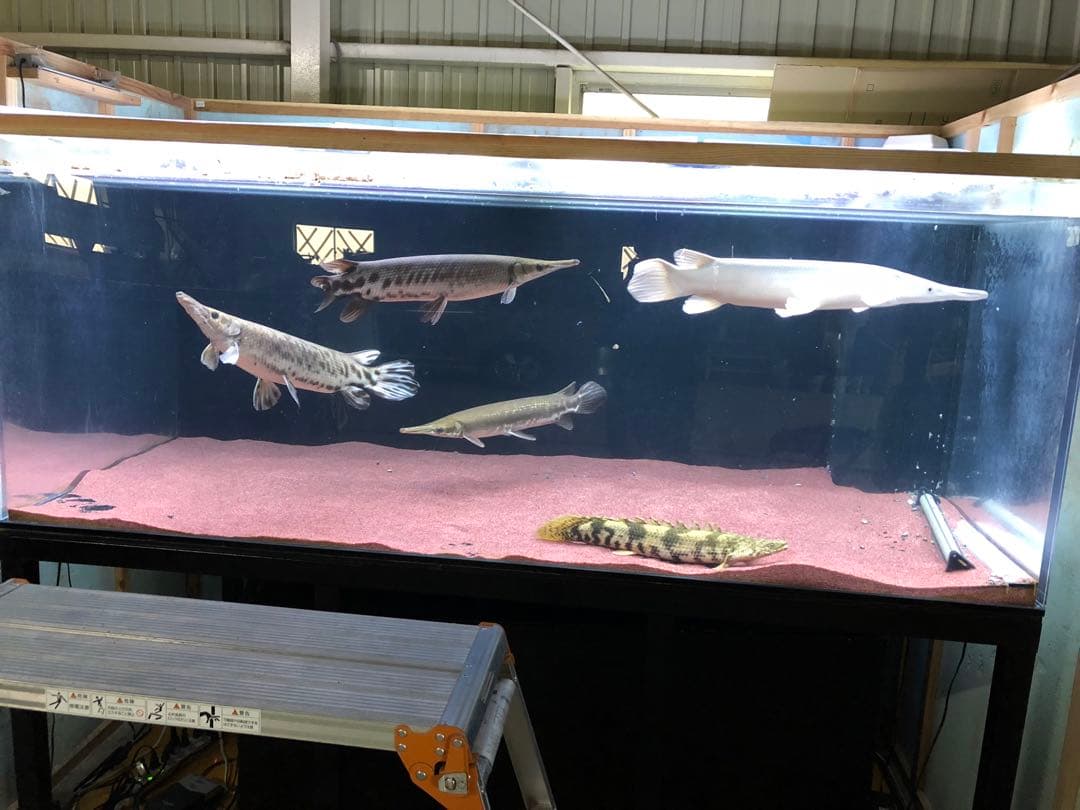 【値下げ】アクリル水槽 2000×1000 ×800