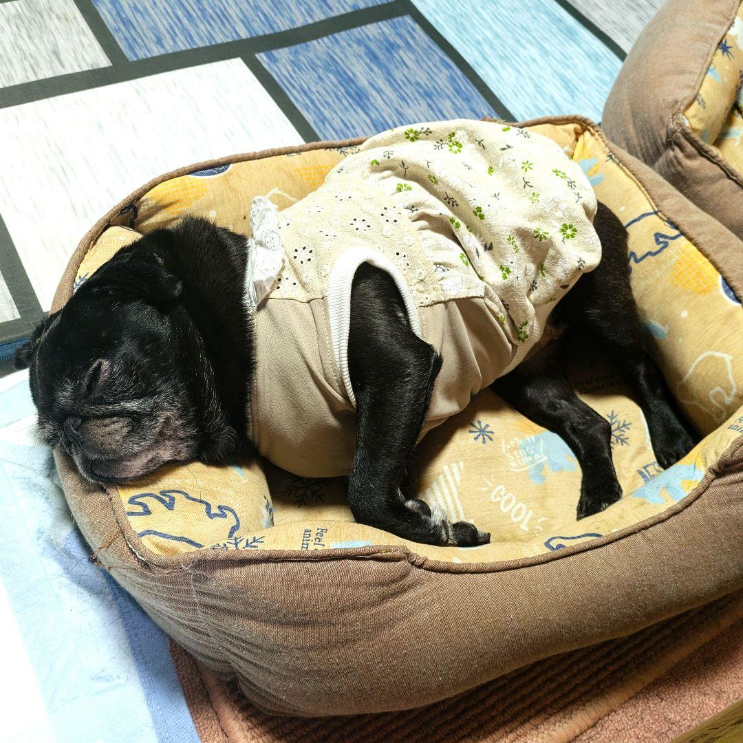 **お洋服着用写真**