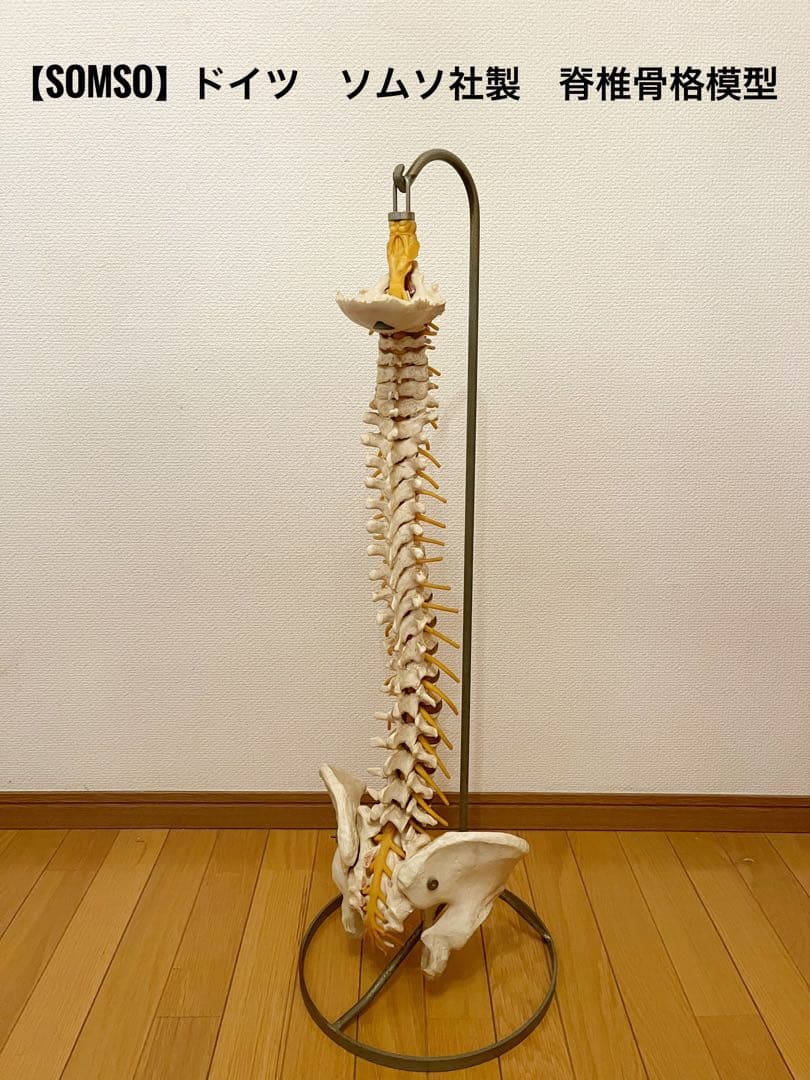 『SOMSO』ドイツ製 ソムソ スタンド付き 脊椎骨格模型　骨格模型