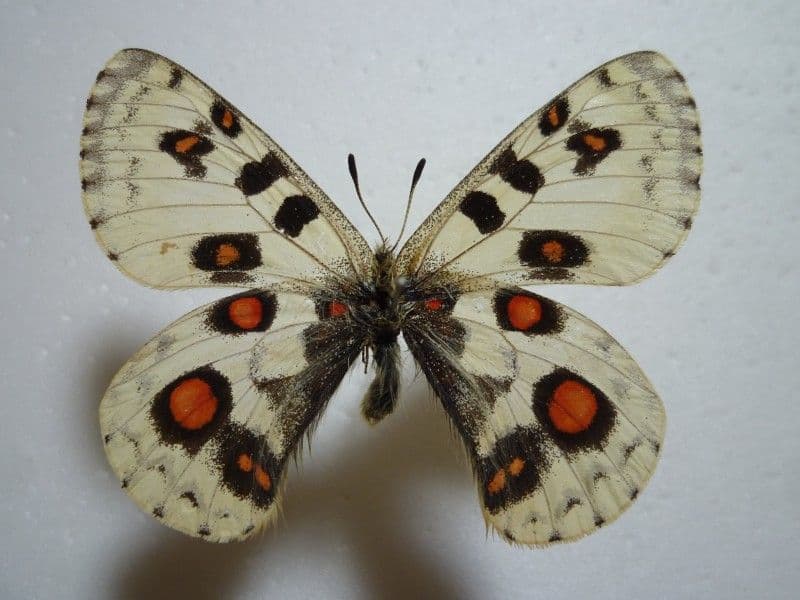 【外国産蝶標本】オオアカボシウスバ♂/青海省.安固灘産/58.6mm