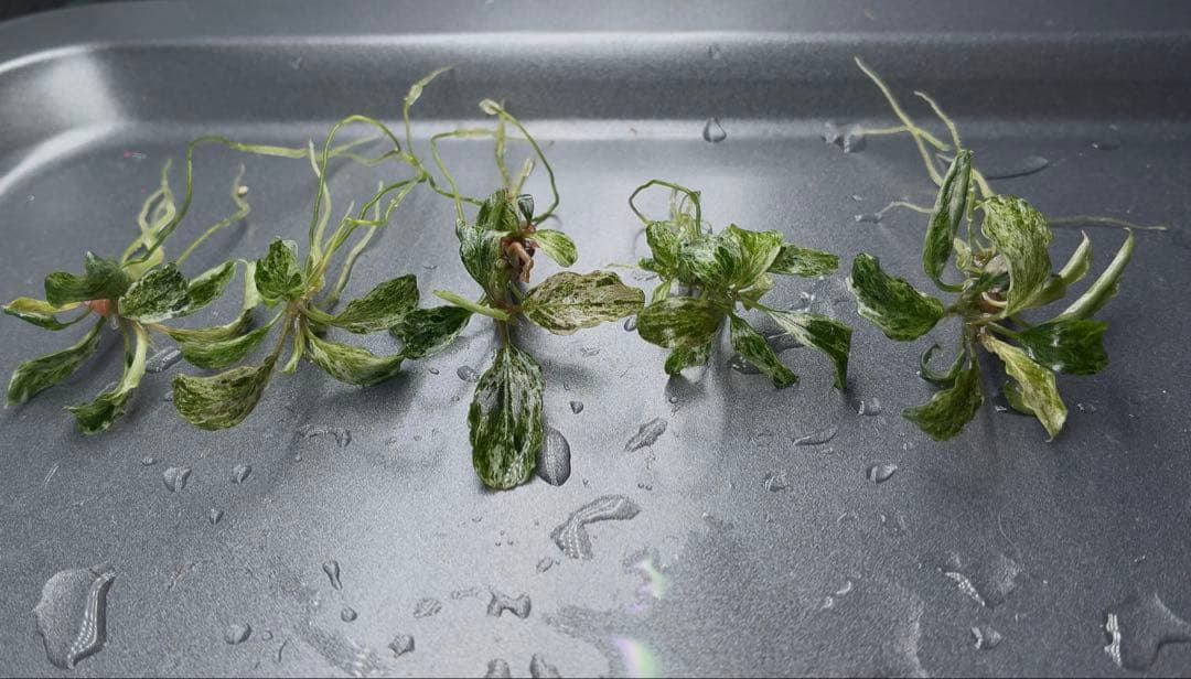 【1月限定】ブセファランドラspバリエガータ(斑入)5本セット