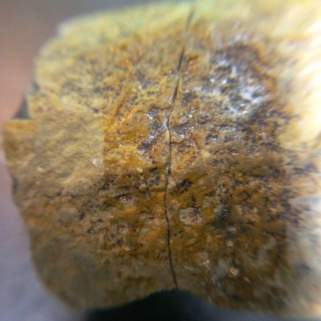 三葉虫　化石　fossil　海　ボリビア産　trilobite　海生動物分類①