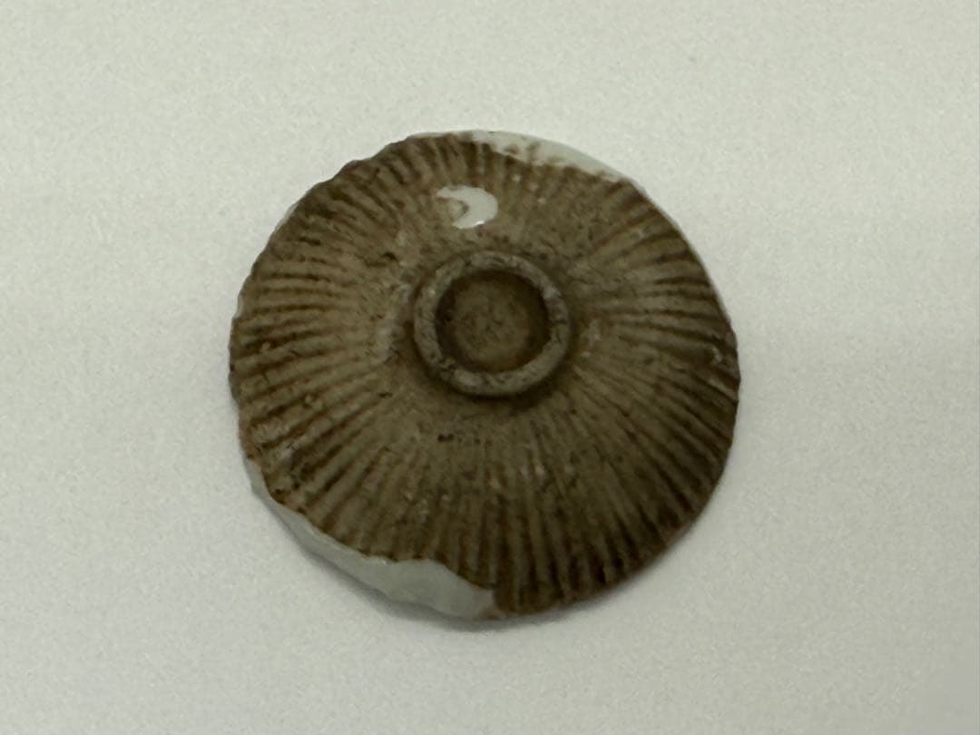 江戸時代　紅皿　貝型　白磁③ 古民具　送料込み251012