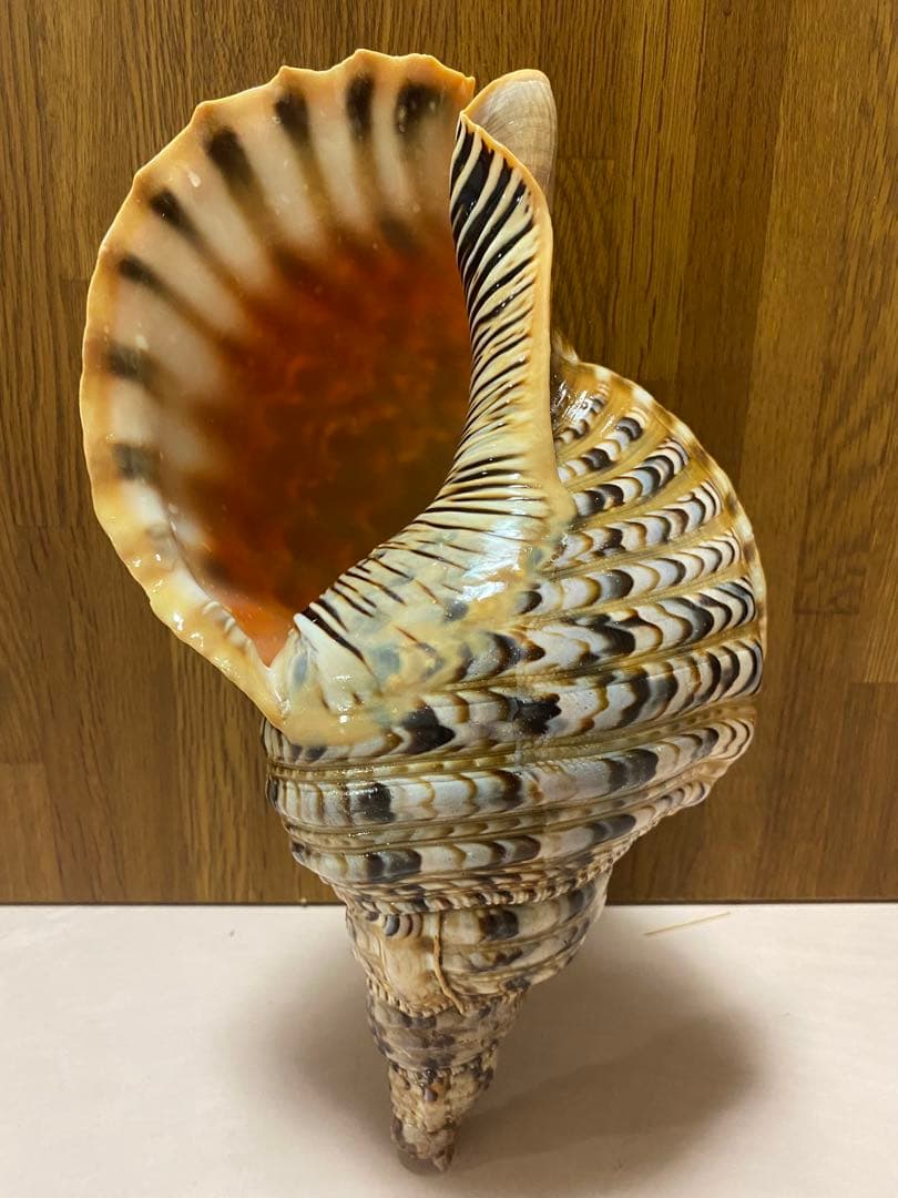 法螺貝　新鮮なホラ貝 色味や模様がとても美しい　35cm 900グラム前後