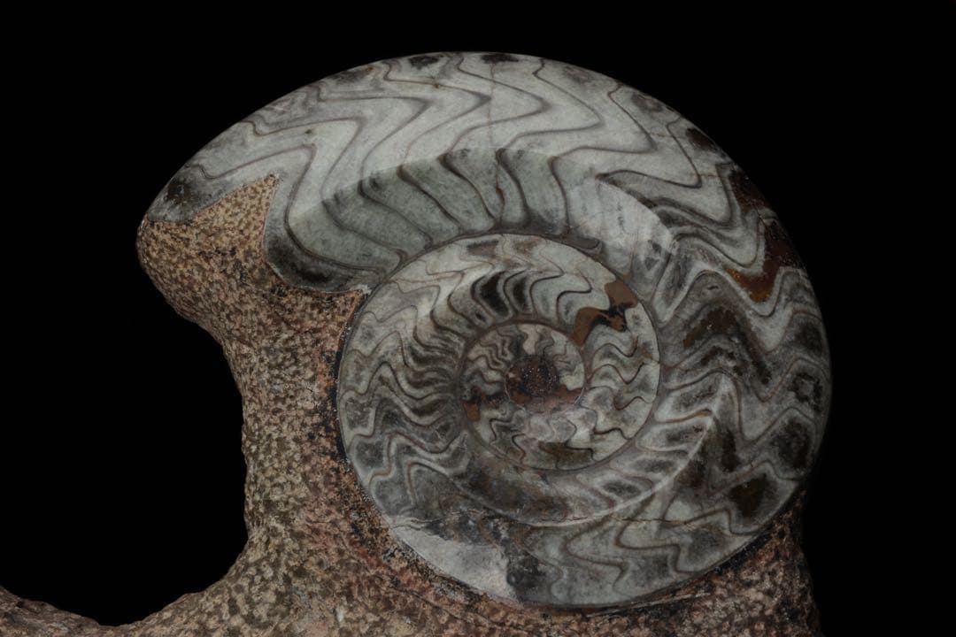 特大標本 アンモナイト&オルソセラス 化石プレート10.6kg 直角貝 鑑賞石