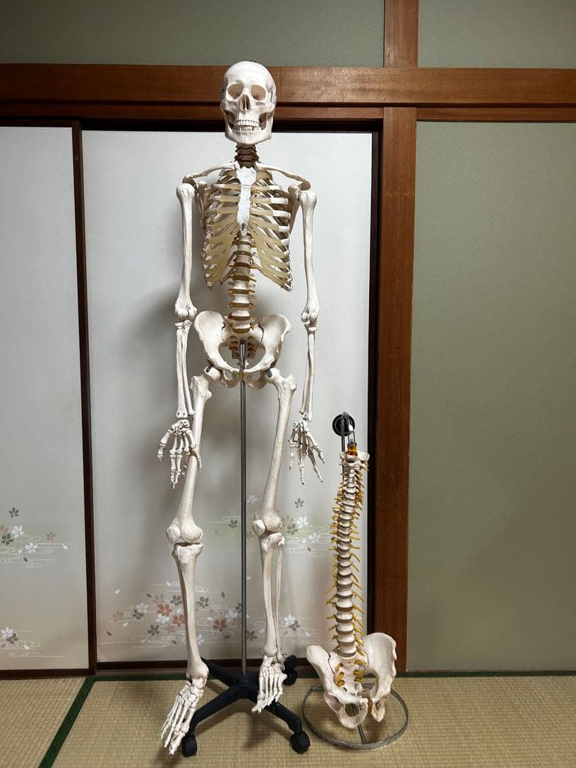人骨模型　骨格模型　170cm 脊柱模型　70cm
