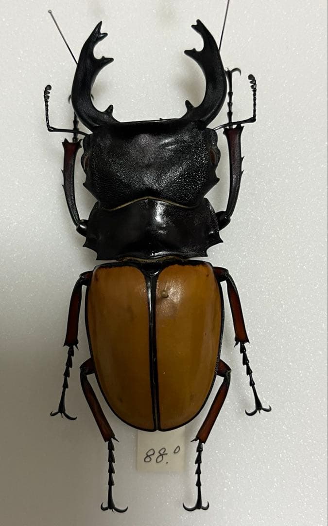 フェモラリスツヤクワガタ　標本