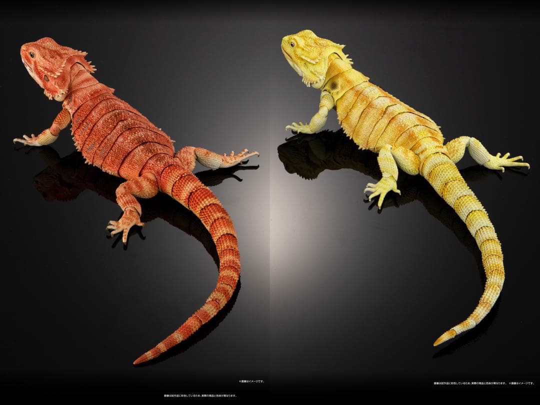 【セット】いきもの大図鑑プレミアム　フトアゴヒゲトカゲ　レッド+イエロー