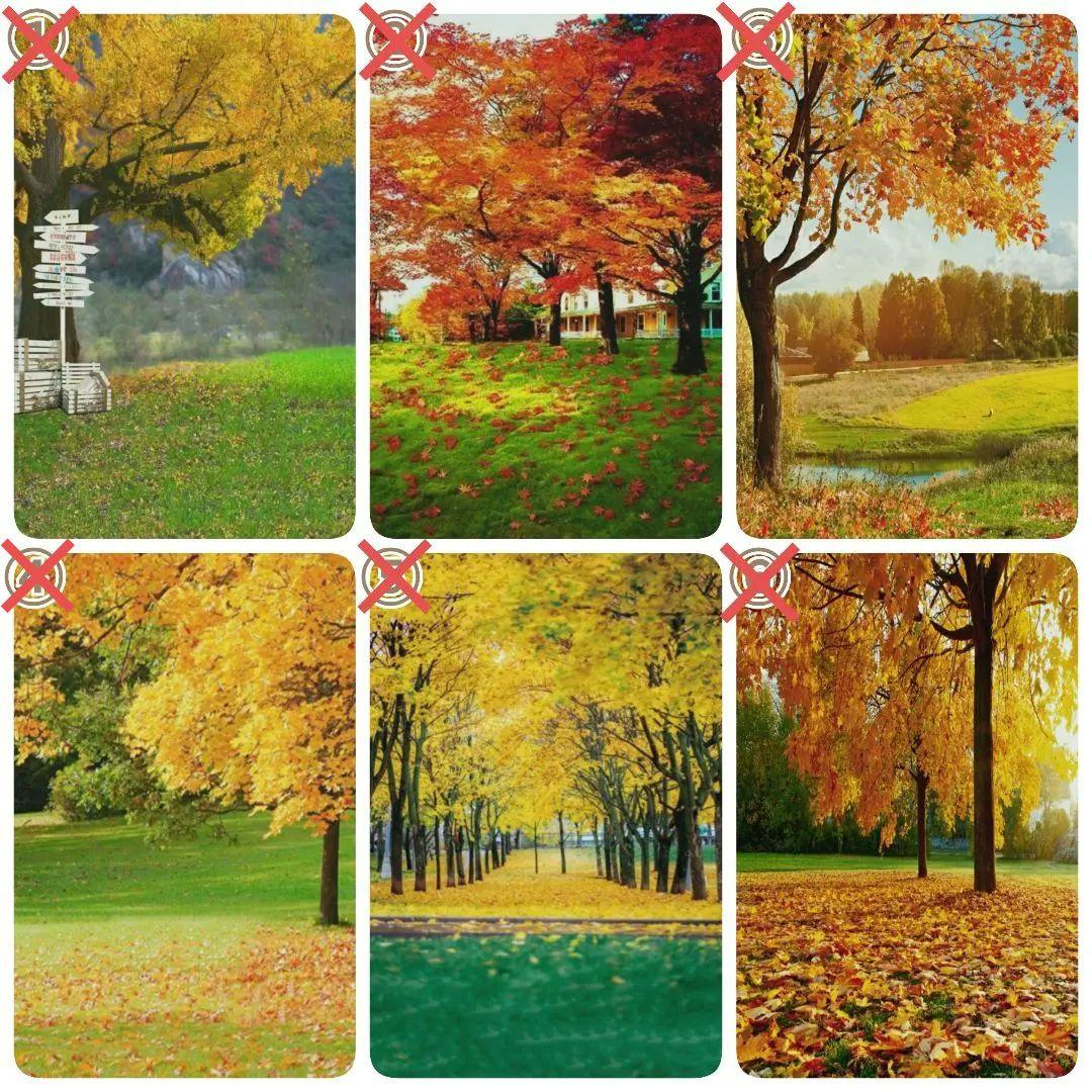 背景布【秋C】サンプル　ペット撮影用　紅葉　イチョウ　トリミングチョーカー販売中