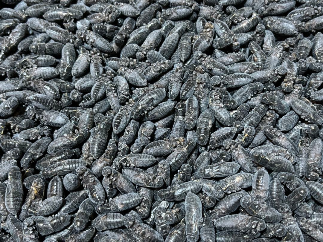 冷凍クロコML〜L1kg冷凍コオロギ