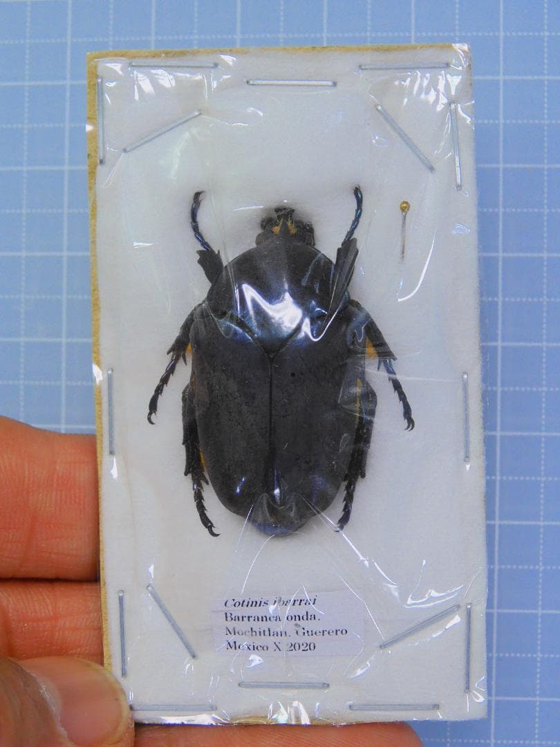 メキシコ産　オオコツノヒシムネハナムグリ　32mm