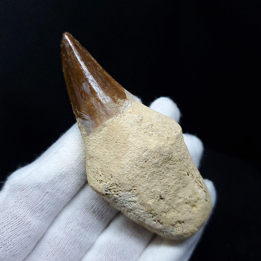 極上 歯根付き モササウルス 化石 歯 本物 74.15mm  mos67