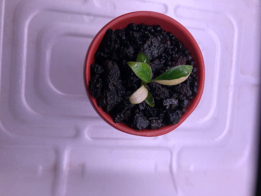 Anubias Panda Congensis(斑入りパンダアヌビアス )