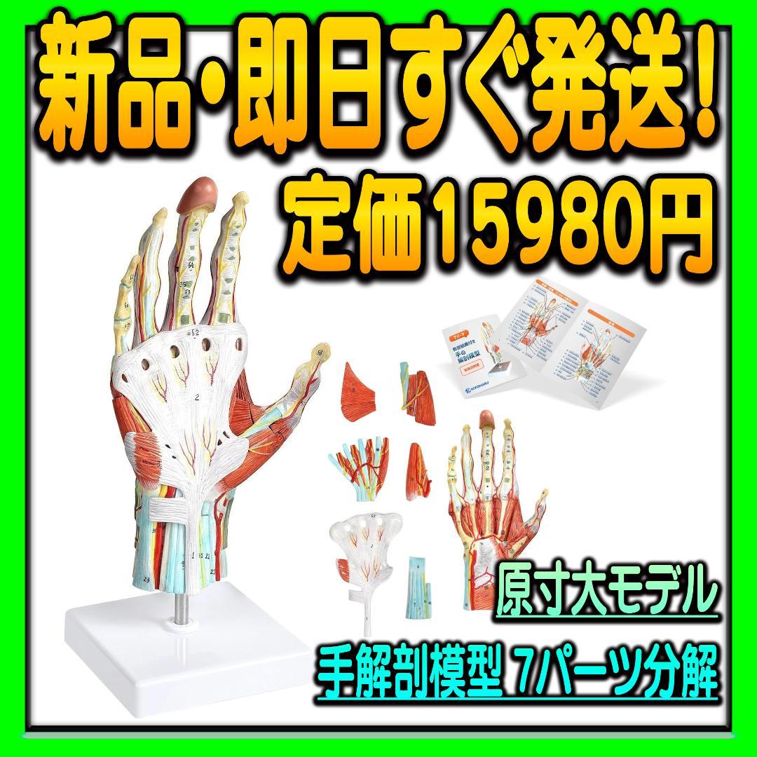 手解剖模型 7パーツ分解 原寸大 軟部組織付き 理学療法士監修 人体模型 手関節