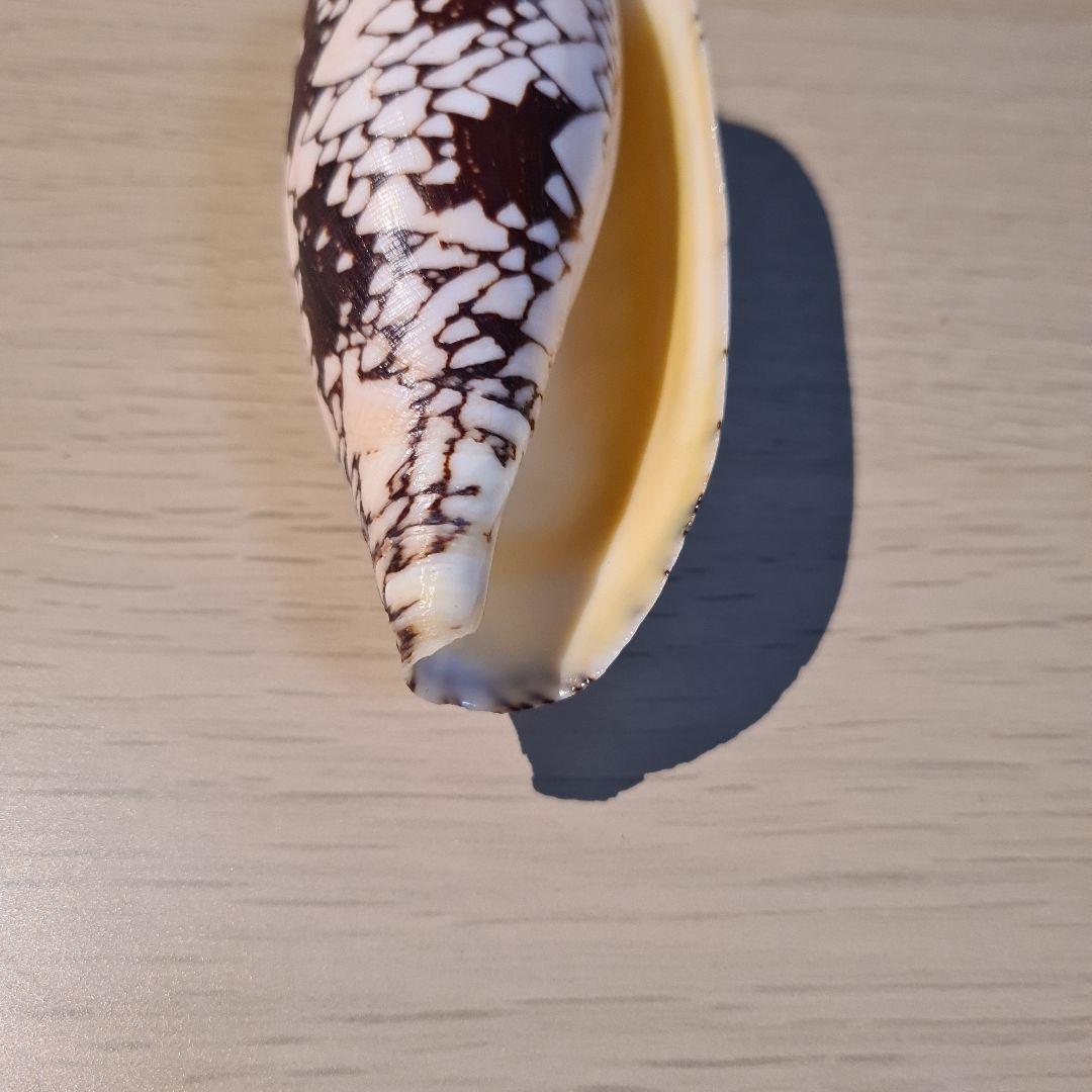 イモガイ貝殻 Darioconus Aulicus Propenudus