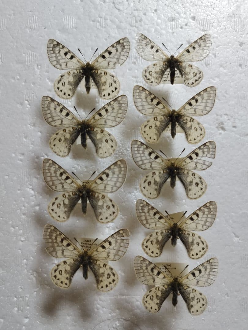 ヒ*ヤ様 アッコウスバ♀1♂8/インド.Kongmaru-la産【外国産蝶標本】