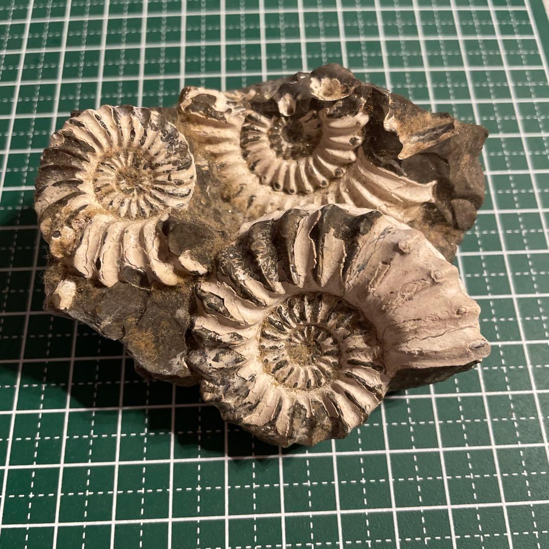 アンモナイト母岩付き化石