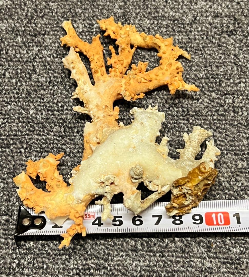 珊瑚　珊瑚原木　本サンゴ BL2-4