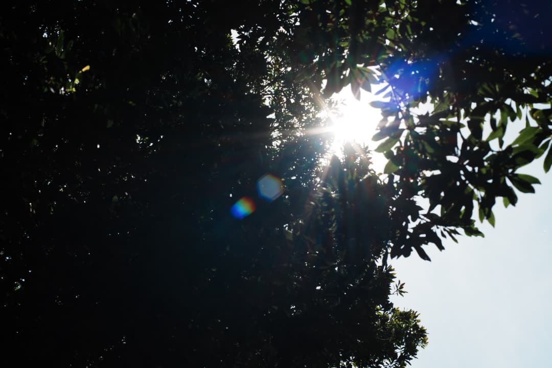 整&テ済 Carl Zeiss Planar 50mm F1.4 MMJ 356