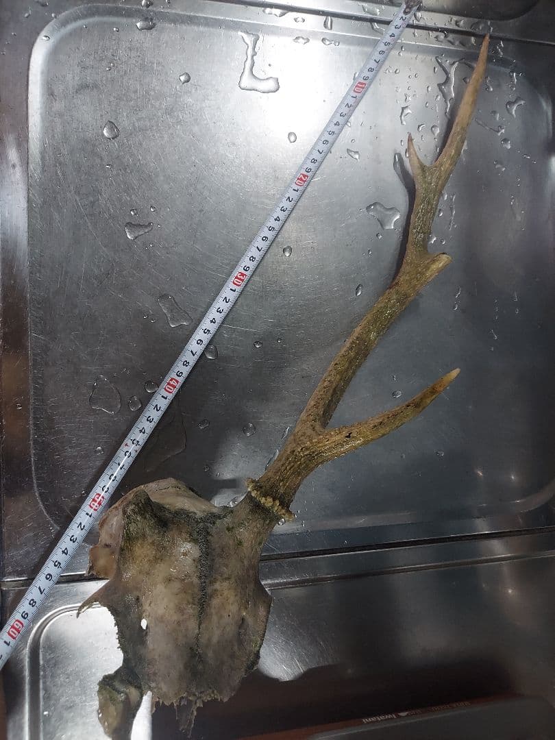 鹿の角　2個送料込み