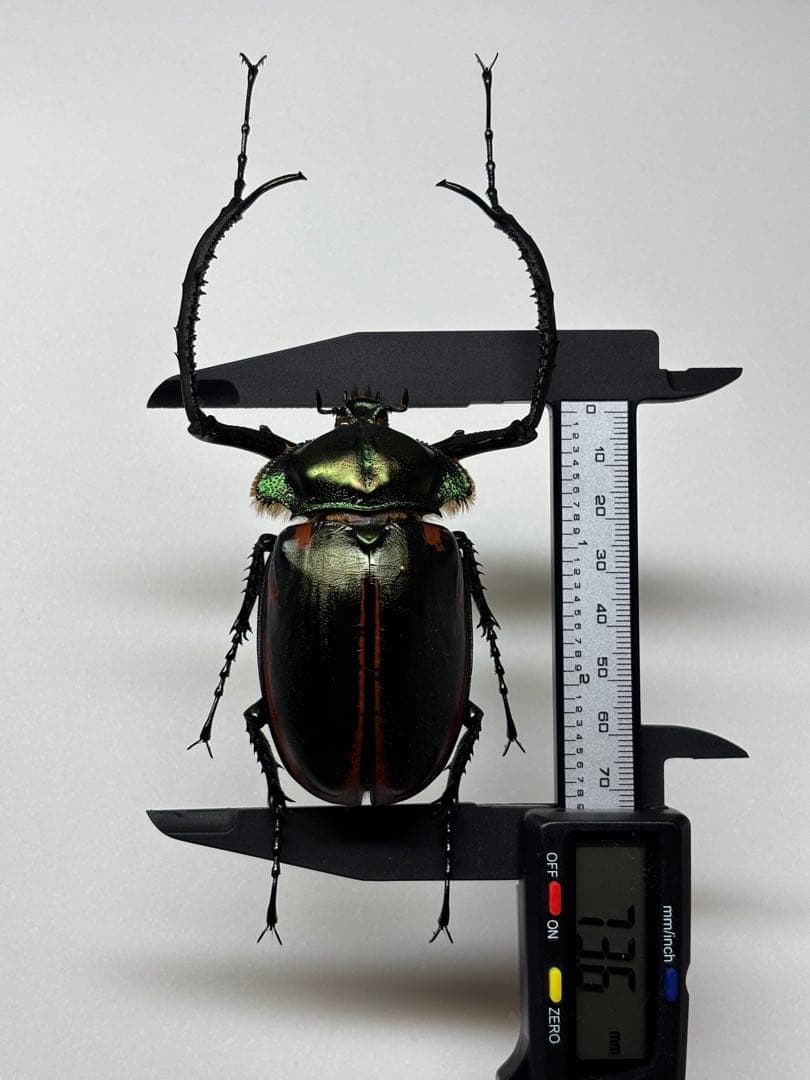 WD大型ヤンソニーテナガコガネ