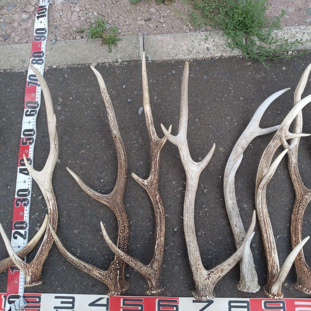 S*i様 天然蝦夷鹿角　犬のおもちゃ、工芸などとうぞ　３番