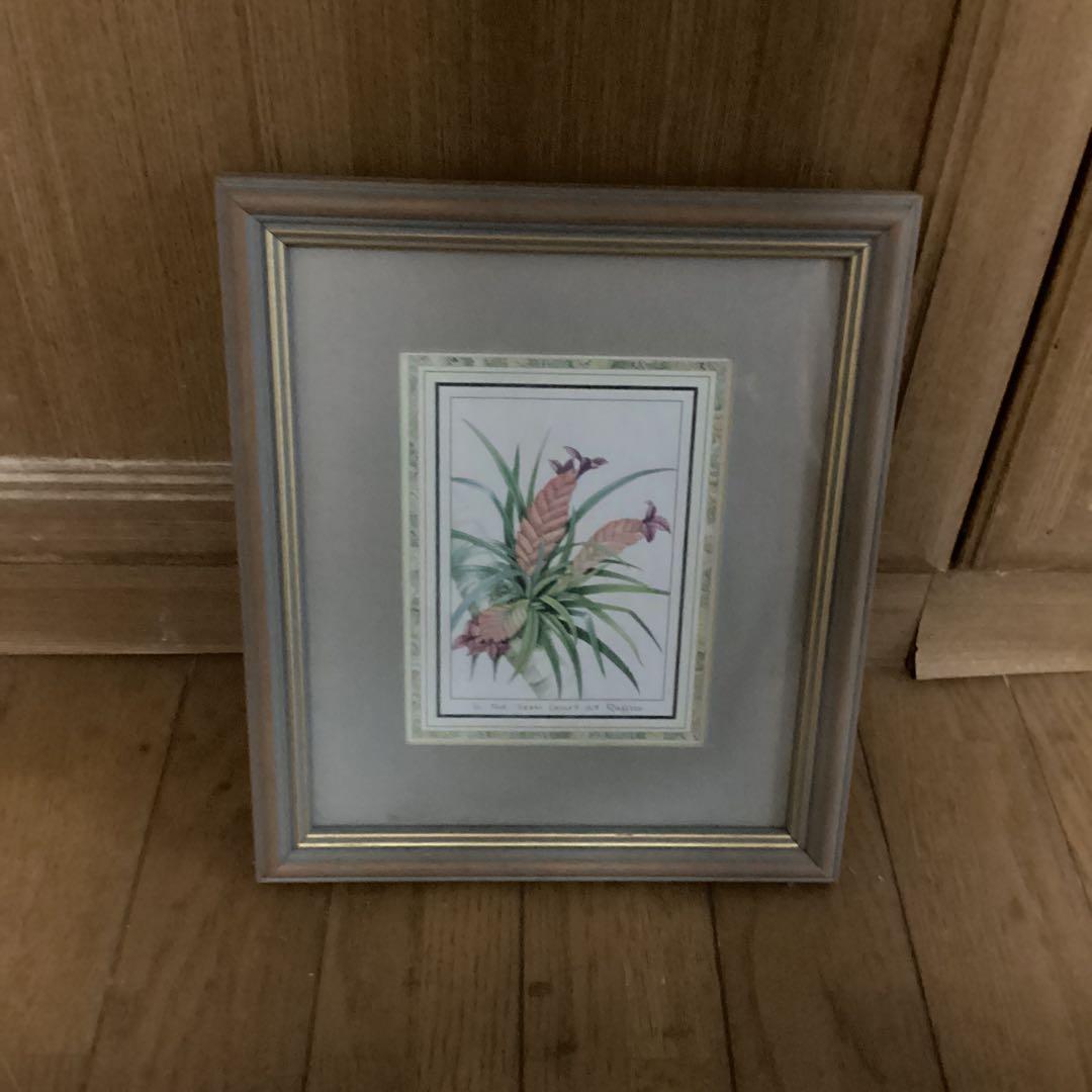 シンガポール　ラッフルズホテル　熱帯植物リトグラフ　額装仕立て