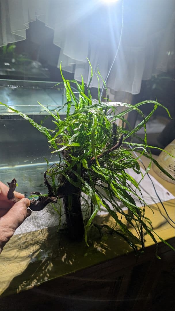 ミクロソリウム本ナロー120葉以上の大株とウィローモスが自然活着したADAの流木